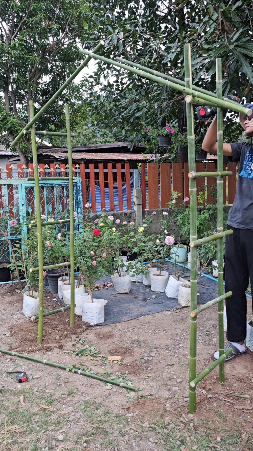 ซุ้มกุหลาบเลื้อยDiy ไม้ไผ่ 🌹🎋 #ซุ้มกุหลาบ #กุหลาบ #สวนกุหลาบ 