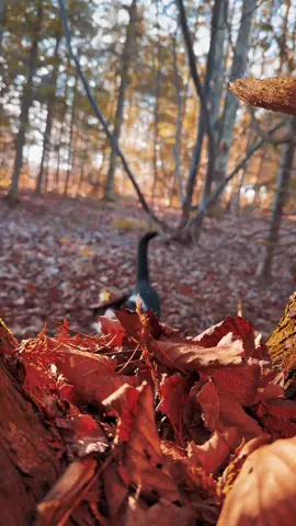 Meowdy purrtners. Fall forest insepctor Jack Spicer is on the job. #cat #tuxedocat #cattok #zoomies #kittycat #catlovers #cats #catvideos #catwalk #cutecat #funnycat #catwalk #catsoftiktok 