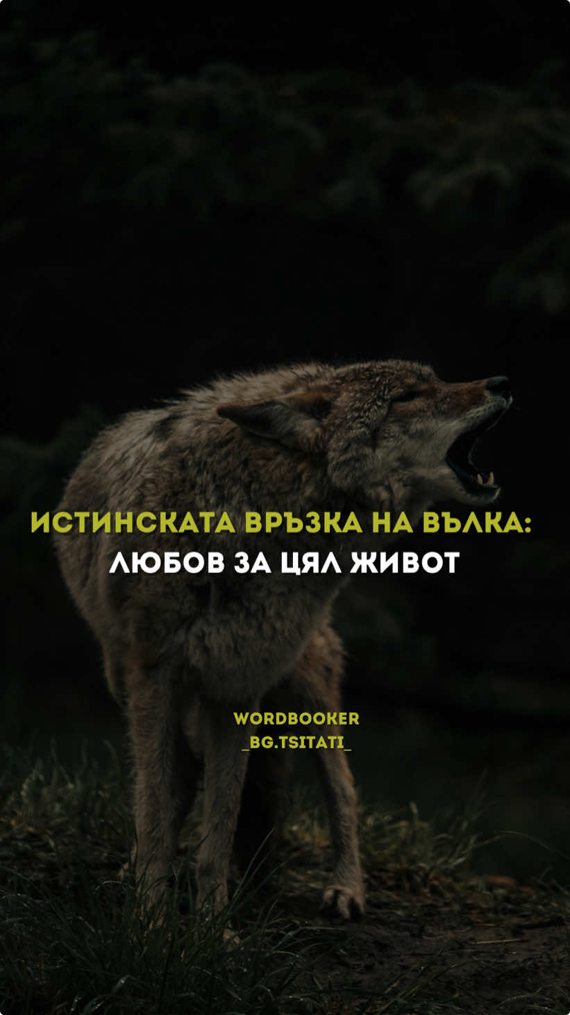 “Когато вълкът 🐺 намери своята партньорка ❤️, всичко се променя. 🌙 Той вече не е самотният хищник, бродещ под лунната светлина. 👫 Тя става неговият дом, неговата сила, неговата слабост. 🔥 Вълкът е готов да защитава, да се бори и да споделя всеки миг с нея. Защото вълкът 🐾 не търси временна връзка – той избира за цял живот. 💍” А знаете ли , че пуснахме забавно приложение за учене на чужди езици?  Отвори GOOGLE PLAY или APP STORE и го изтегли ☑️ Търсиш думичката “WORDBOOKER”  Имаше едно мото “ХАКУНА МАТАТА” 🦁 Нашето тук е :  “ДУМИТЕ СА В ТЕБ” 🎯 Дърпай и не му мисли 💾 #fyp #wolf #вълк #езици #английски #българия #приложение #appstore #googleplay #prikazki #wordbooker #fyppppppppppppppppppppppp #storyteller #история