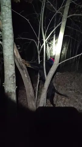 #coonhuntin #Coondog #huntin