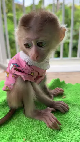Adorable little monkey #monkeys #babymonkey #Love #monkeylife #animals #MonkeyLife #animallovers #funnyvideo #reels #monkeylove #funnyanimals #reelsfb #funny #shorts #monkey #reelsviral #thebestfunny #Monkeyreels #videosfunny #babylove