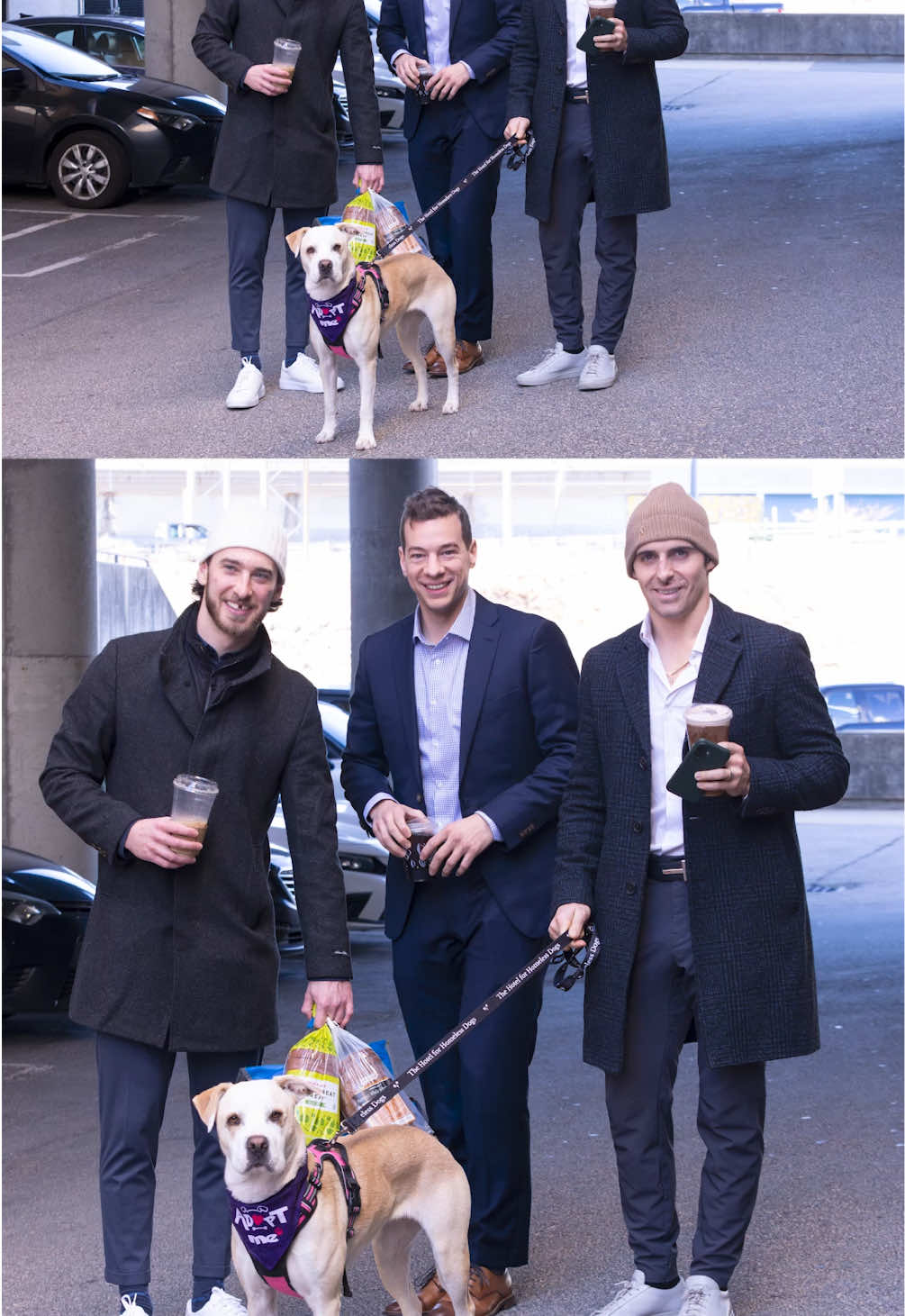 I wont stop posting this dog until someone adopts her  This is Chloe from the Rhode Island Hotel for Homeless Dogs. She was very nice to the Providence Bruins hockey players as she greeted them on their way to their game   #hockey #dog #adoptme 