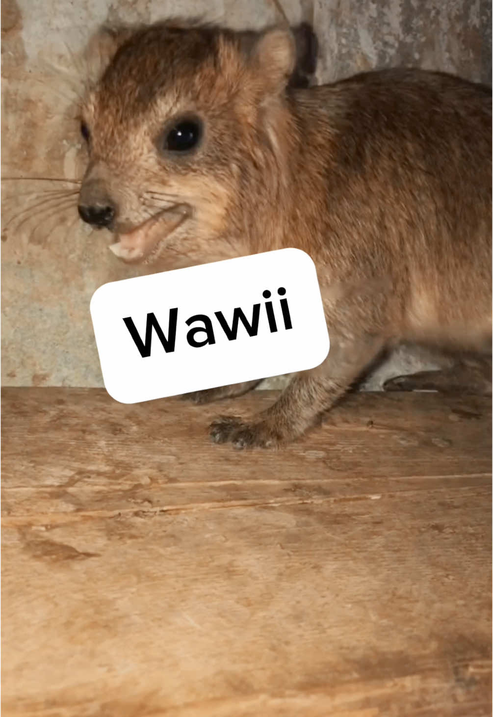 My gopher keeps yelling for biscuits!! What do i do?? Special thanks to abo asif  #hyrax #gopher #wawa #animal #capybara #screaming 