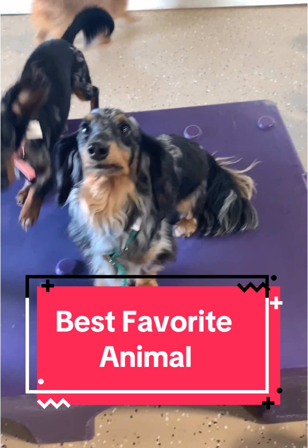 Behold!! The great sausage dog ✨Audio/Narration by @Ze Frank ✨❤️❤️ #dogsatdaycare #dogdaycare #doggydaycare #doggiedaycare #bestfavoriteanimal #creepydave #dachshund #dachshundsoftiktok #weineedog #sausagedog 