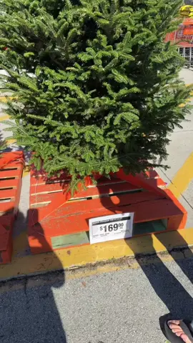 Why are we normalizing spending a ridiculous amount on a christmas tree? #tiktokshopblackfriday #tiktokshopcybermonday #christmas #tree 