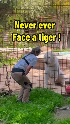 Never ever face a tiger except… #tiger #lion #whitetiger #normandie 