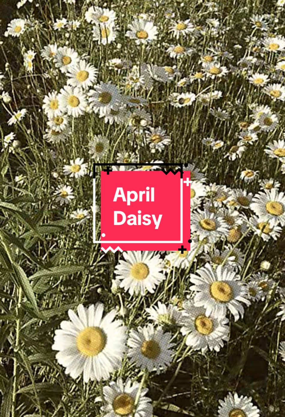 Bunga kelahiran bulan april adalah, Bunga daisy memiliki beberapa makna, di antaranya: Kemurnian atau kepolosan, Kegembiraan, Kegembiraan anak-anak, Keindahan. #fypシ゚ #fypviralシ #flowers #bulankelahiran #bungadaisy🌼 #bungakelahiranapril #daisyflowers 