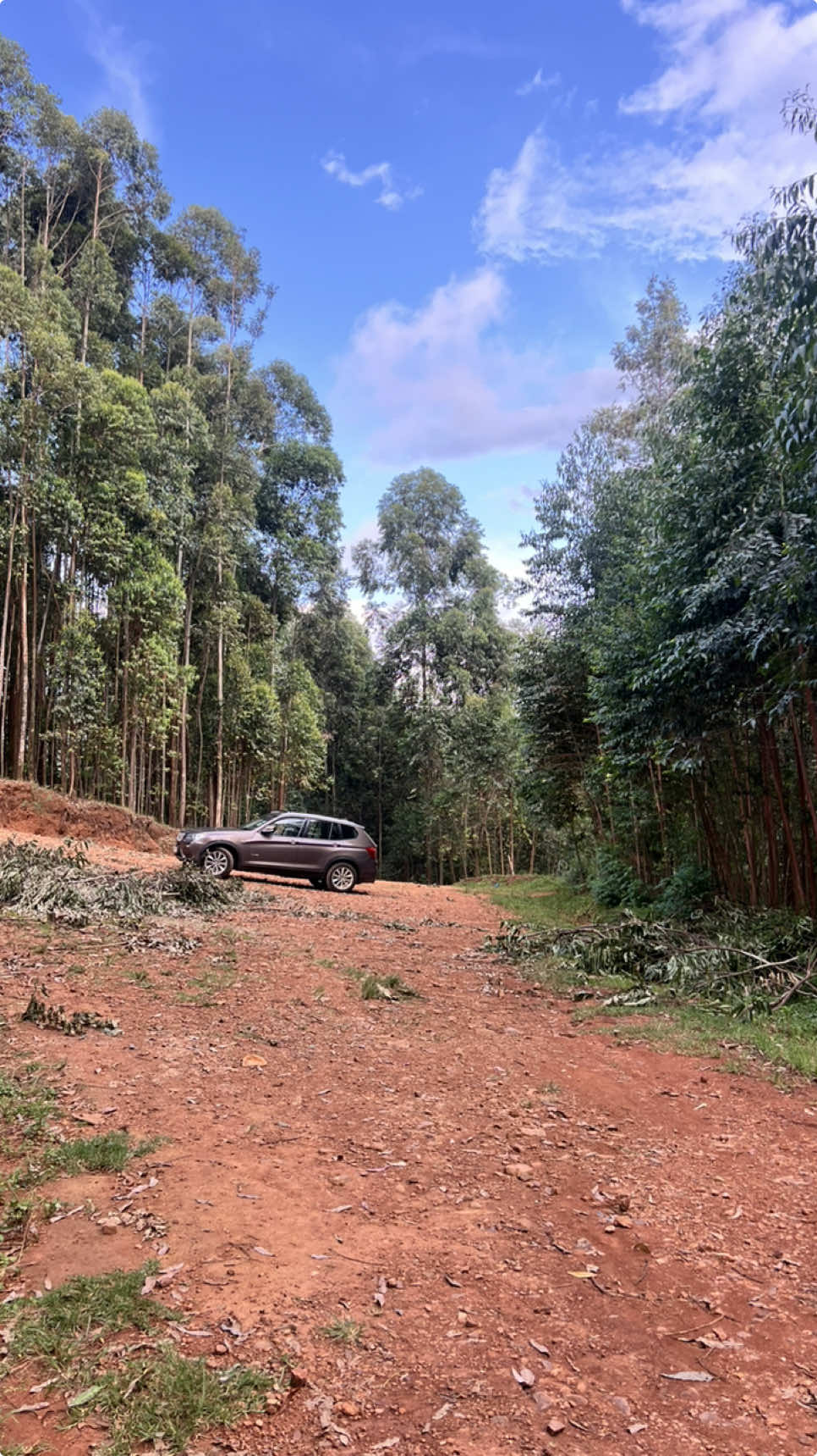 Guess what part of the kenyan highway do you get this overgrowing tree canopy ?