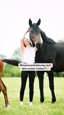 Verändern sich Stuten mit dem ersten Fohlen? 🤔 Die einen sagen, dass die Stuten dann dominanter werden und „zu viel