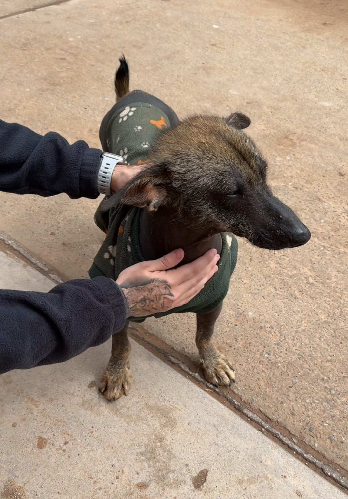 El perro sin pelo del Perú es hermoso🇵🇪