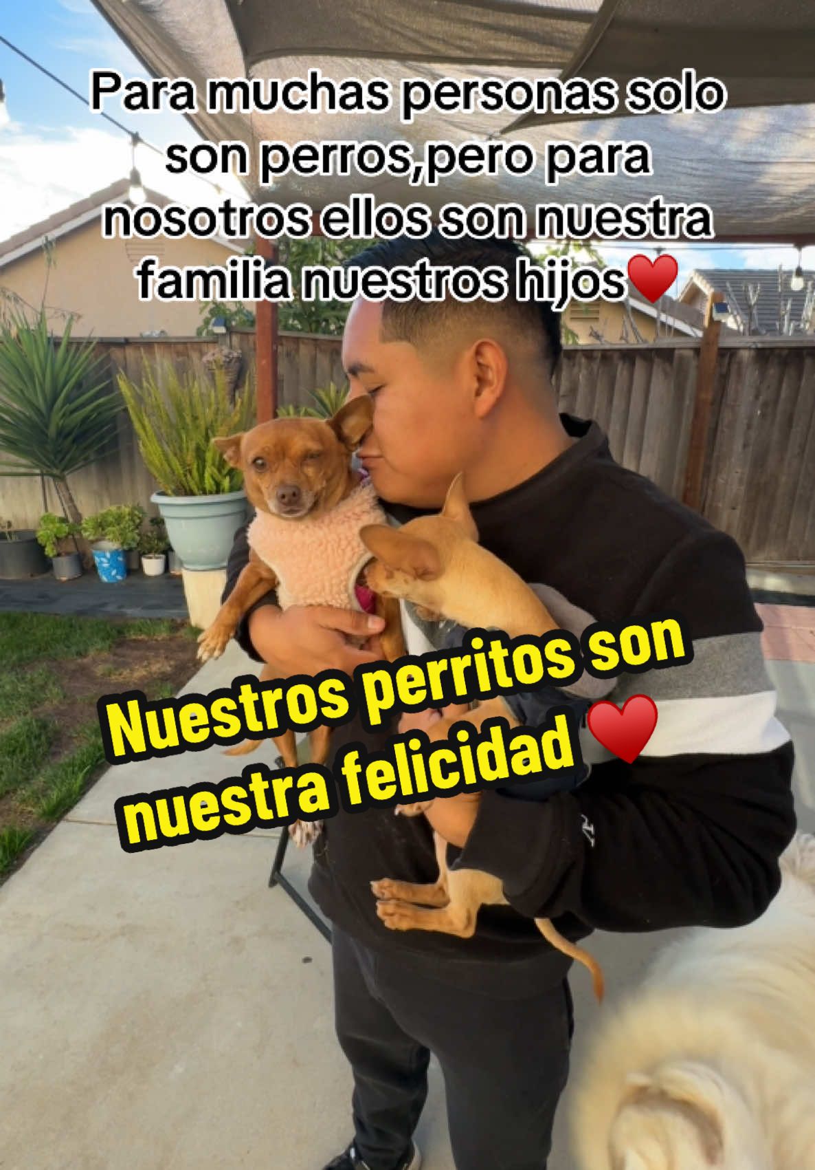 Nuestros perritos y gatitos son nuestra familia🥰MUCHAS GRACIAS POR TODO SU APOYO!!! #MomsofTikTok #petlover #PetsOfTikTok #dogsoftiktokviral #chihuahua #husky #momdog #fypシ゚viral #pets #family @juan9594 @Dulce Lopez 