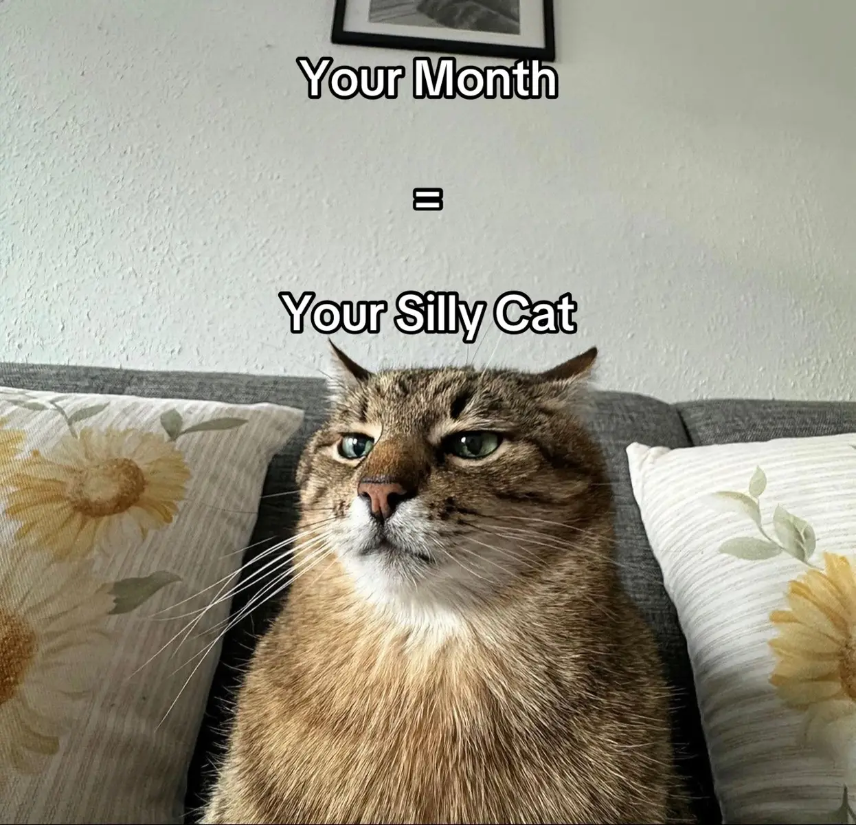 happy monday everyone i hope you’re all having a wonderful day. enjoy these silly cats!! #yourmonth #sillycats #yourmonthyourthing #cats #viralvideo #fyppppppp 