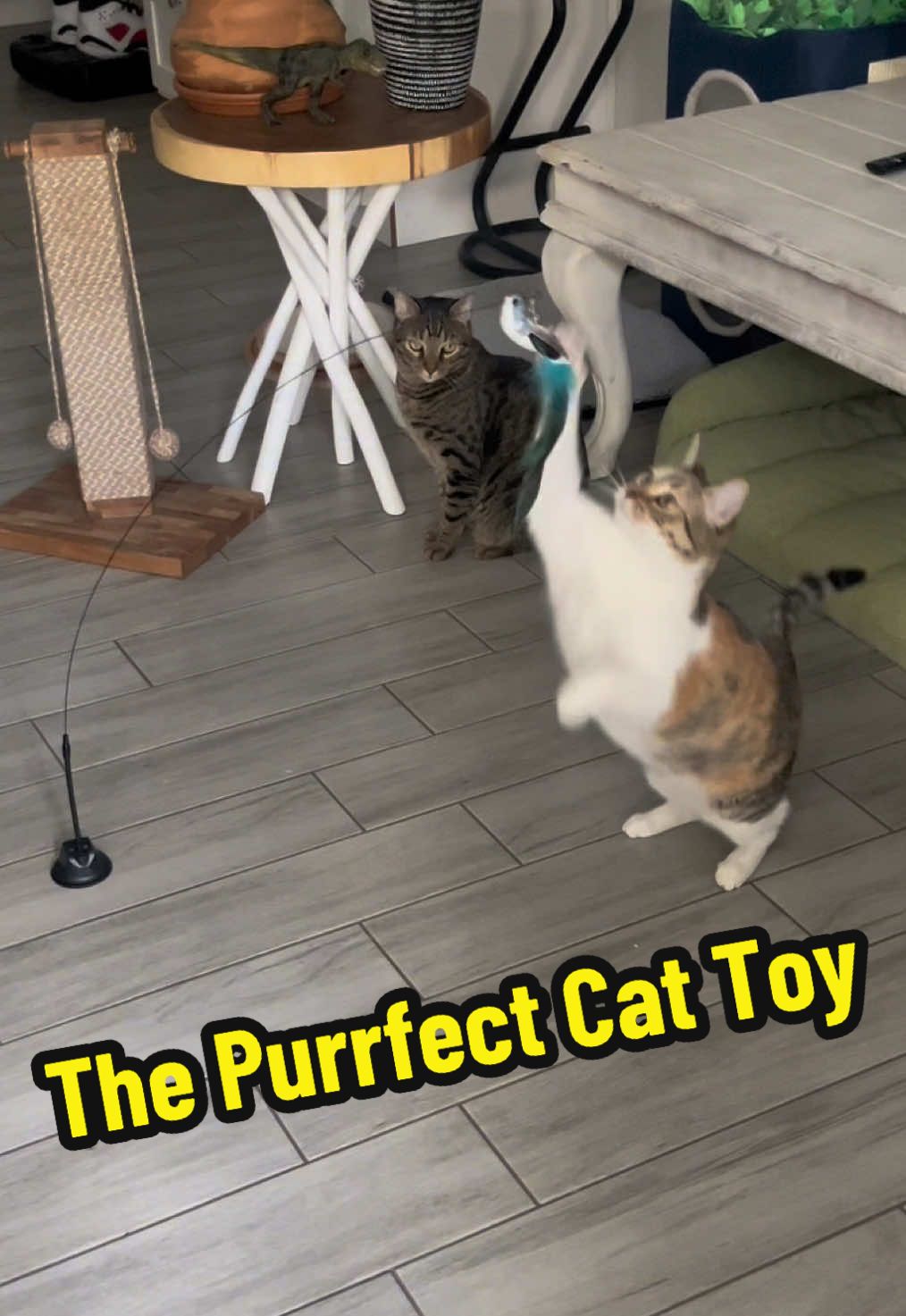 This is a one cat toy that every cat is guaranteed to love #tiktokshopblackfridaysales #tiktokshopmademebuyit #TikTokShop #blackfridaysale #cybermonday #cattoys #cattoys