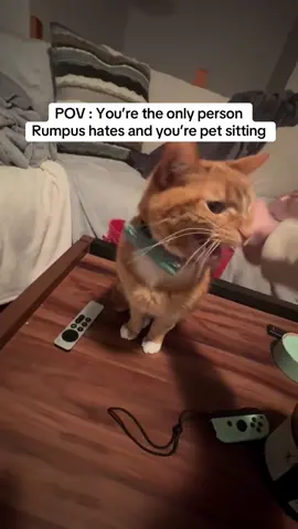 POV: You’re the only person Rumpus hates and you’re pet sitting. We truly have no idea why this cat absolutely hates my best friend, but he does. He hisses at her every time she is over, even when she is the one feeding him. #catsoftiktok #cattok #orangecat #cat 