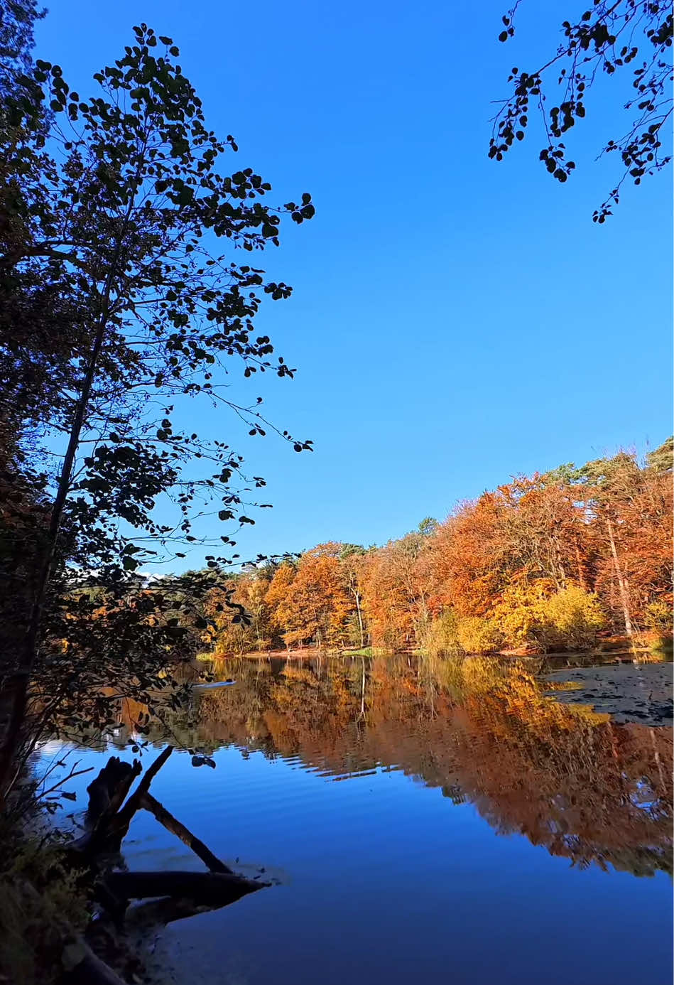 Sunny Autumn Lake #fyp #foru #foruyou #autumn #lake #sunny #Hiking #hike #walk #walking #nature #naturephotography #naturelover #aesthetics #relaxing #relaxation #soothing