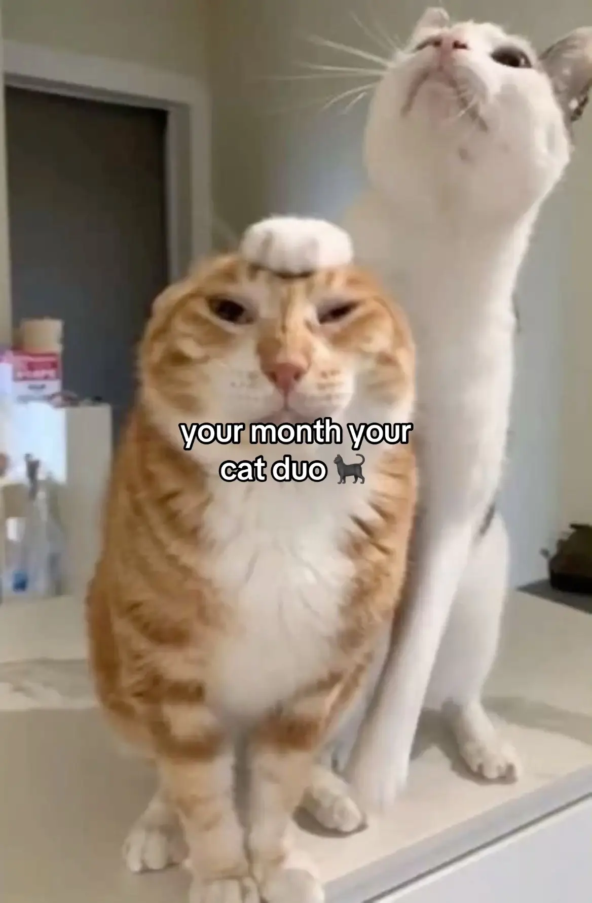 your month your cat duo 😋 #fyp #cat #duo 