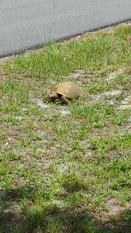 our neighborhood Gofer Turtle named Bunny #goferturtle 