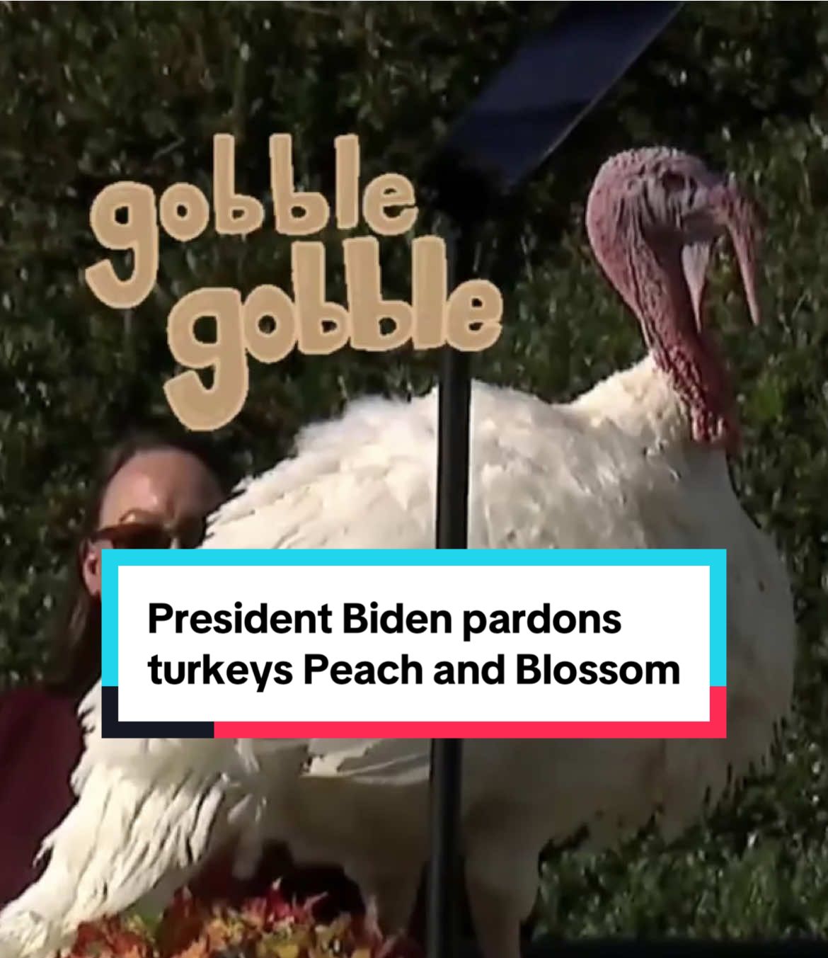 President Biden pardoned two turkeys from Minnesota on Monday, in keeping with the annual White House turkey pardon tradition ahead of Thanksgiving. This year's turkeys, Peach and Blossom, are named after the Delaware state flower, the peach blossom, which symbolizes resilience, Biden said. #biden #turkey #thanksgiving #thankful #pardon #whitehouse #dc 