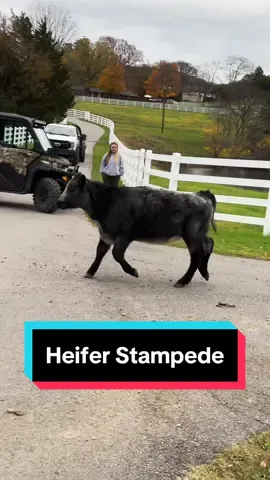 Heifer Stampede!🐮 #heifersoftiktok #simmental #simmentalcattle 