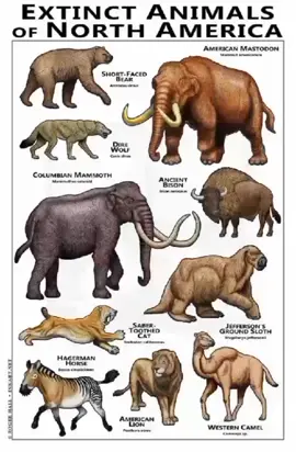 Ancient Bison #fyp #HUGE #BOI #prehistoric #fy #fyp #bison 