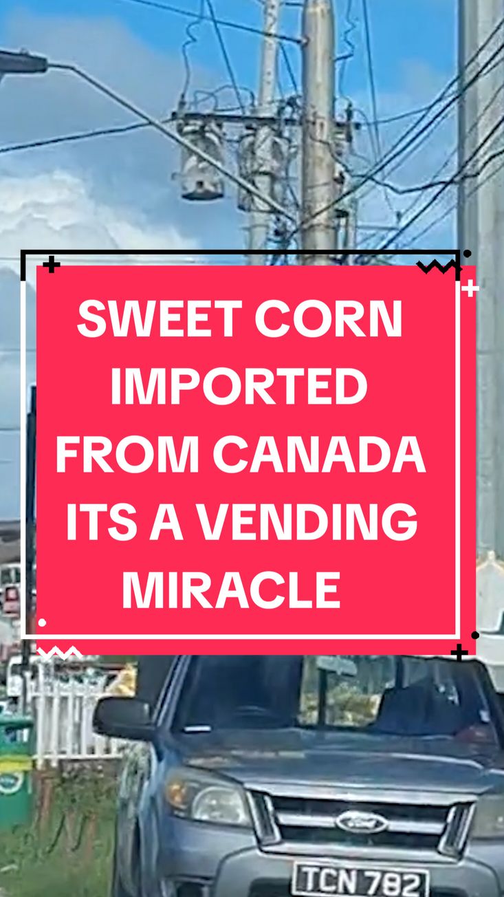 Imported Sweet Corn all the way from Canada it is a miracle #trini_tiktoks #fyp #trinidad #trending #corn #food #car #rage #gulfcitymall 