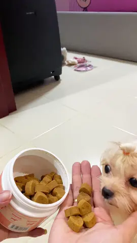 Dog probiotics na salmon flavor! Wow naman! 😍 #dogprobiotic #pettreats #petvitamins #petfood #petneeds #petessentials #petsupplies #dogsoftiktok #PetsOfTikTok #shyyassy 