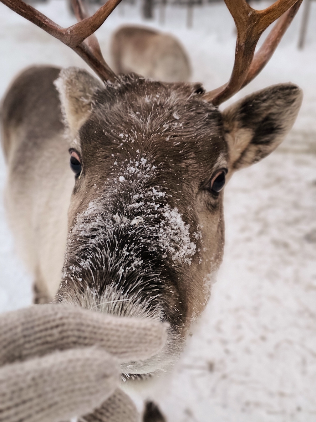 Lapland, 🤍🇫🇮 the frozen Winter Wonderland🔮❄️ #lapland #finland #europe #travel