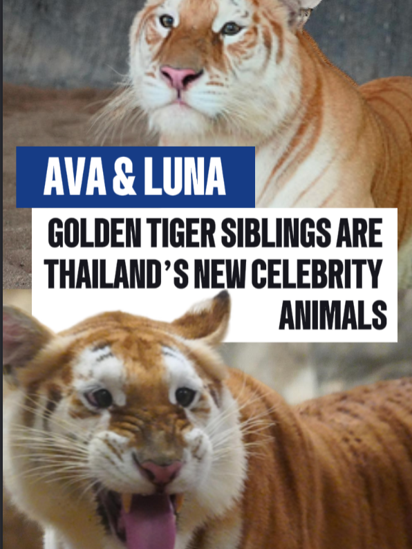 Step aside, Moo Deng. A pair of 3-year-old golden tigers have become Thailand's latest sensation. 🐯🐯 📸: Chiang Mai Night Safari, Reuters | #thailand #thai #chiangmai #luna #ava #tigers #tiger #moodeng #goldentiger #cuteanimals