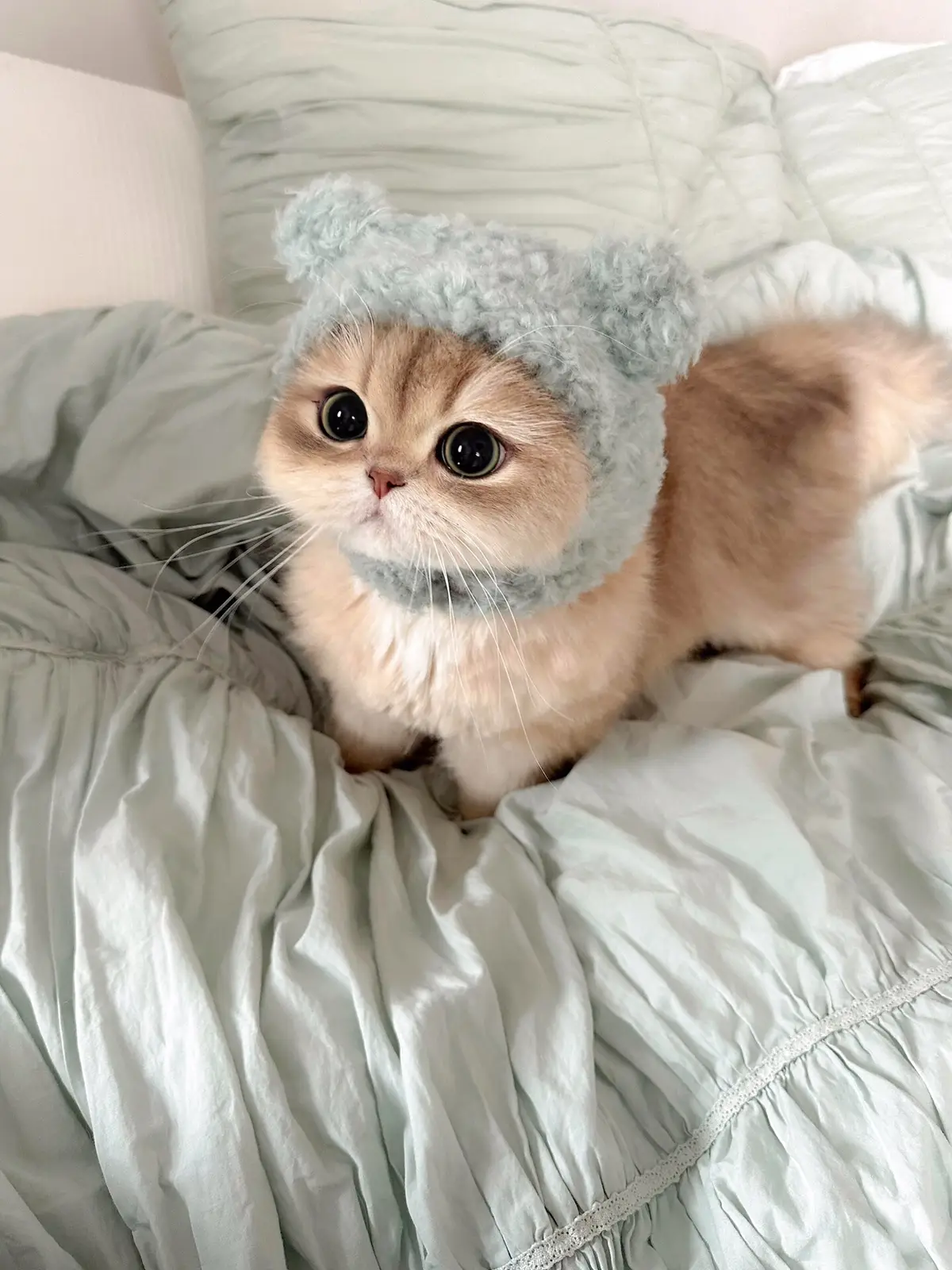 😍😍😍cuuuuuuuuuute  #cat #catsoftiktok #meow #kitten #kittensoftiktok #pet #fyp #fypシ 