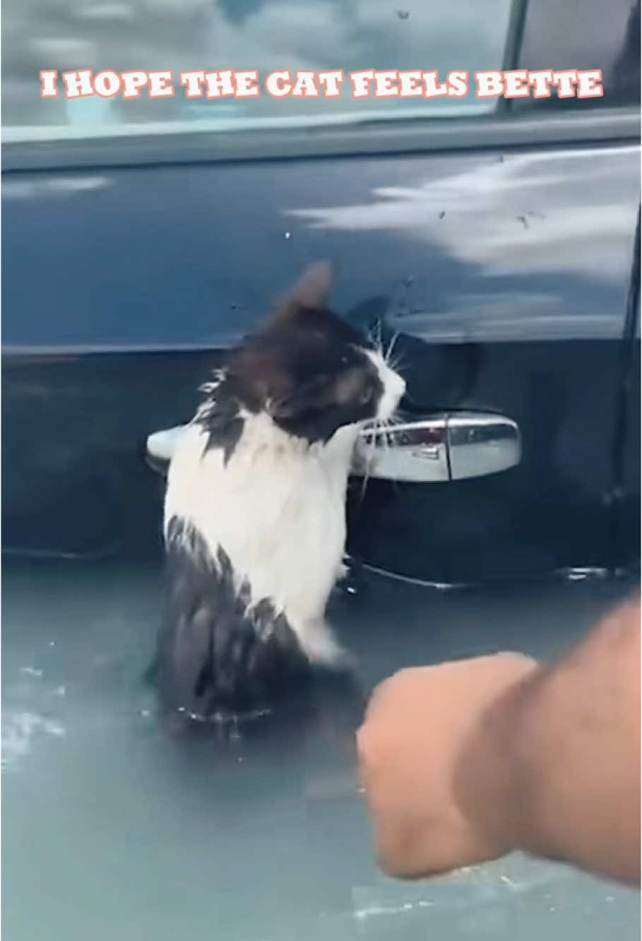 Save cat##cat #cats #catsmoves #tiktokcat #catsoftiktok #fyp #foryou #funnycats #funnyanimals #funnypets #funnyvideos #kitten #funnytiktok #cutecats #pet #funny#dog#horse#Seagull #raven #crow #bird #parrot #macaw#usa#usa#usa_tiktok#Cole duck#VIRAL