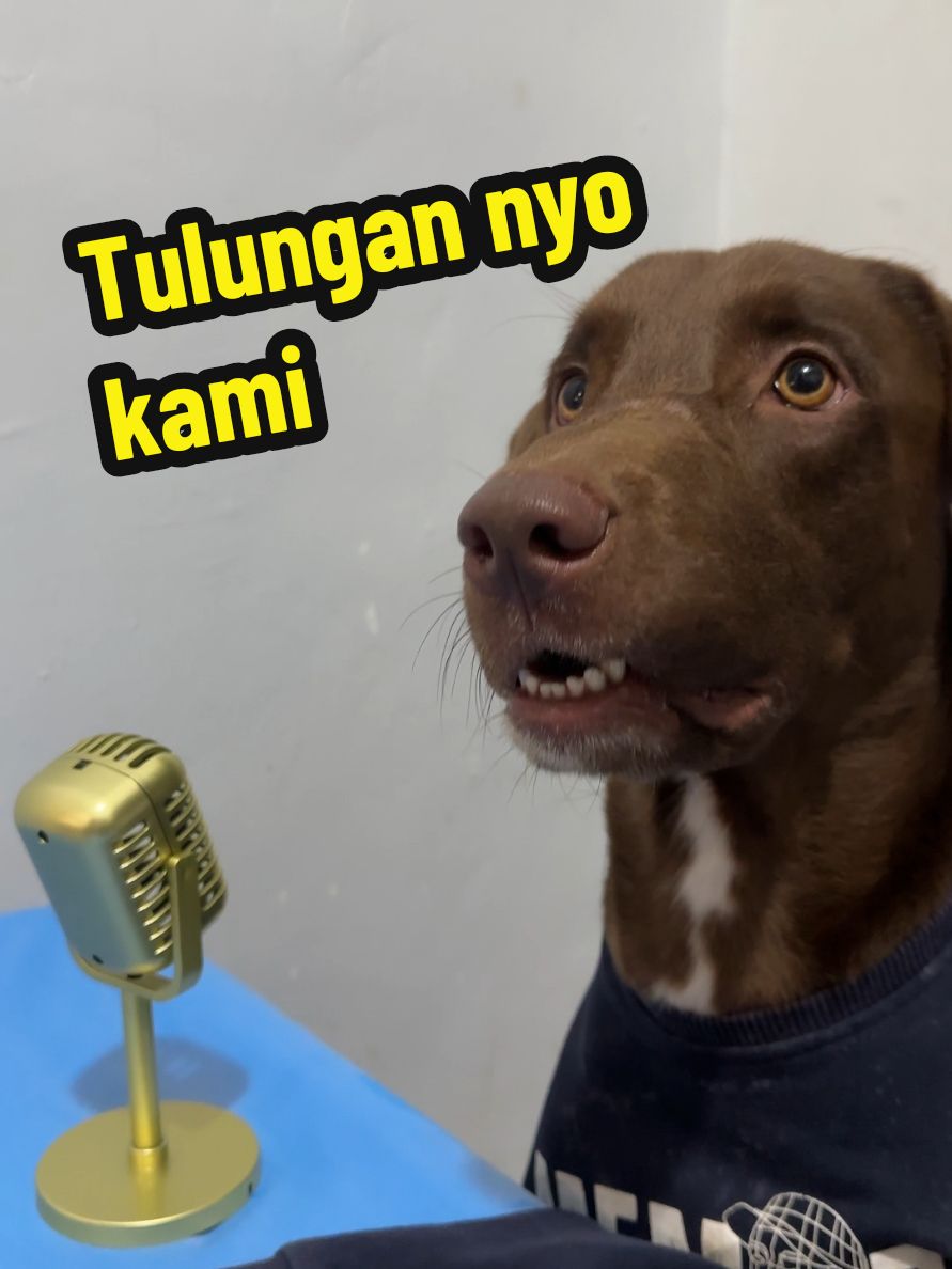 Replying to @chickaichai Thank you! Shaw aw sa inyo! Share and repost our content! #dogs #kalabaw #dogsoftiktok 