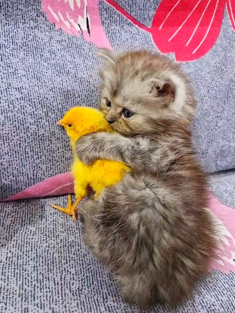 cute kitten wtih Colour chick #Cat_and_chicks_very_cute #kitten_colors_chicks_very_funny #cute_kitten_wtih_chicks #kittensoftiktok #funnyvideo #Funny_animals #kitten  #funny_kitten #cat_funny_video #Colour_chicks_funny_video  #Funny_chicks #chicks #sound_of_chicks_cute #sound_chicks_funny #funny_chicks_video  #chicks_colors_very_cute #baby_chicken_funny #funny_animals_video.