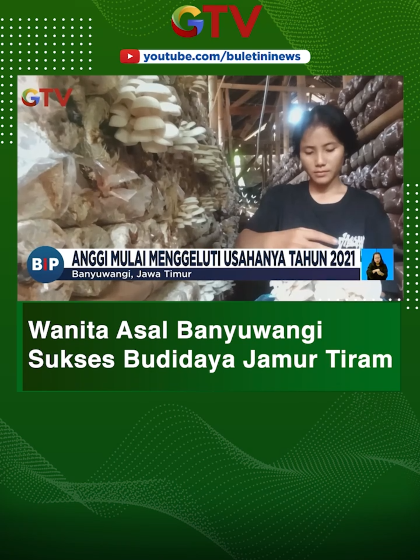 Seorang Wanita asal Banyuwangi, Jawa Timur, sukses budidaya Jamur Tiram. Wanita berusia 27 tahun ini  bisa mendapatkan penghasilan Rp10 juta per bulannya. NNN Selengkapnya: https://www.youtube.com/@BuletiniNews #BuletiniNews#BuletiniNewsPagi#Banyuwangi#Budidaya#JamurTiram