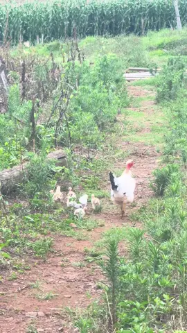 Pintolandia perto de Ponta Grossa. 