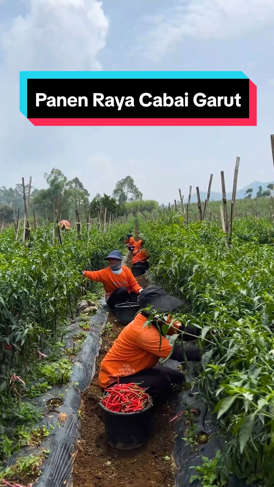 Panen raya di kebun cabai Garut, Jawa Barat! 🌶️✨ Bersama PT Meroke Tetap Jaya, kami menyaksikan semangat 22 ibu-ibu yang memanen cabai dari lahan seluas 3 hektare. 🌱💪 Terima kasih atas dedikasi mereka untuk hasil bumi terbaik Indonesia! 🙌 #PanenRaya #PertanianIndonesia #MerokeTetapJaya #npkmutiara #cabe #garut 