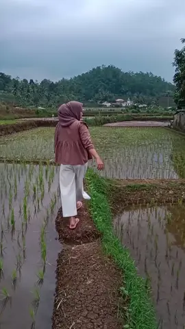 mapai jalan sawah#CapCut #gadisdesa #lemburkuring 