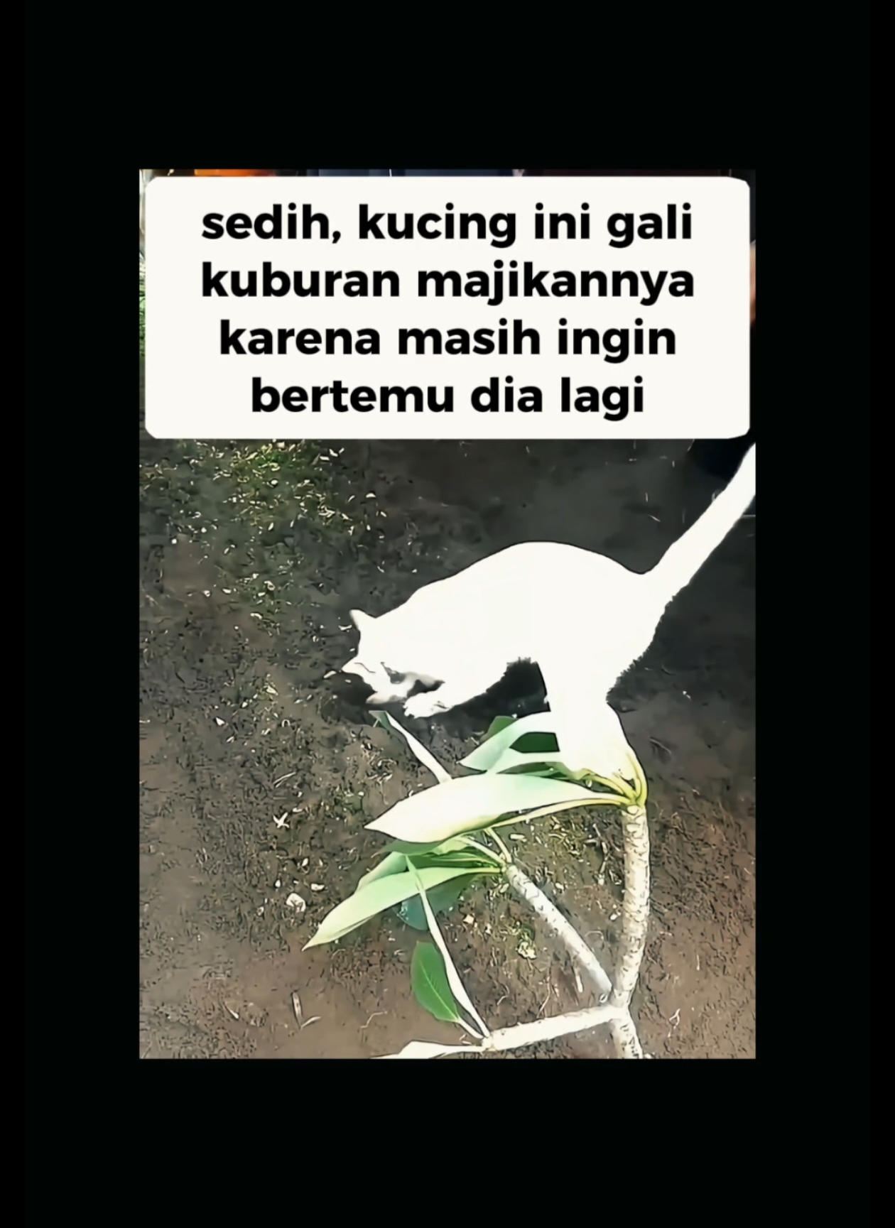 sedih, kucing gali kuburan majikan