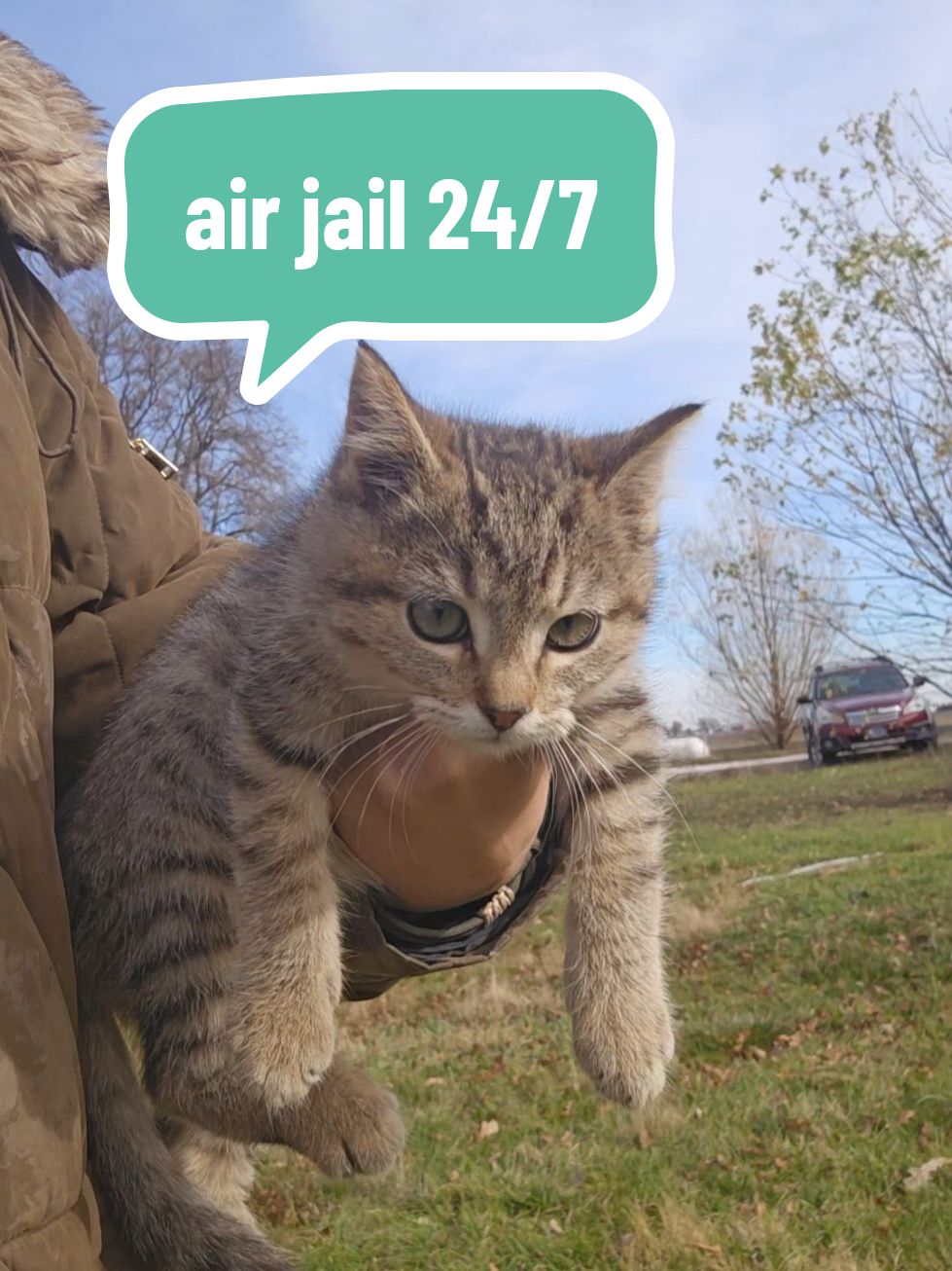 I'm pretty sure he actually just loves air jail. #catsoftiktok #cattok #kitten #kittentok #adoptdontshop #chick #chickens #hens #farm #coop #soupseason #homestead #soup #soupthecat #airjail #trouble #emo #millenial #genx 