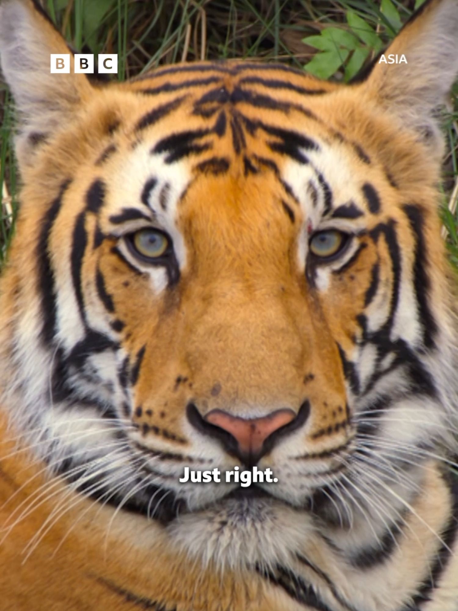 The way he dips his paw into the water 🥹   #DavidAttenborough #Tigers #BengalTigers #Nature #NaturalWorld #Asia #BBCAsia    A Bengal tiger cub approaches the river, dips in his paw to test the water, and decides to take a nice, relaxing bath.