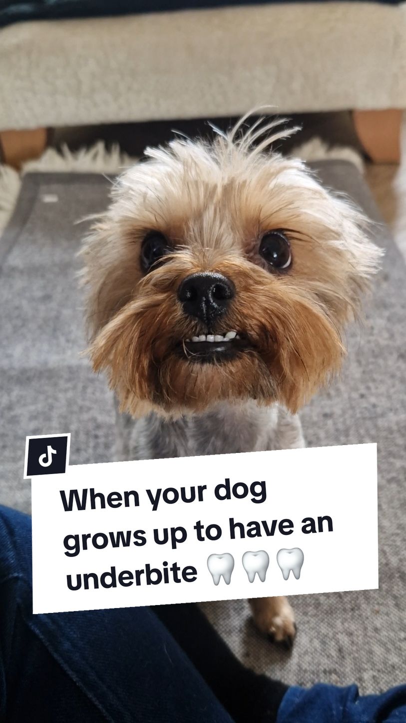 Her little teefies 🥰 #yorkshireterriers #yorkshire_terrier #yorkiemum #yorkiemom #yorkiemommy #yorkiemummy #yorkieslife #yorkiesoftiktok #yorkiesofficial #yorkshireterrier #dogtok 