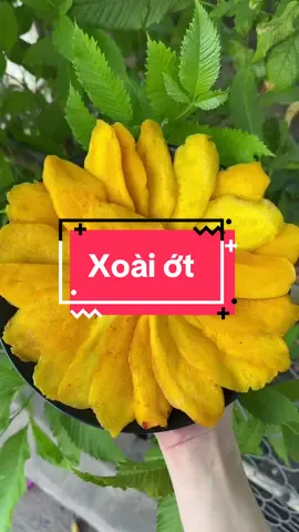 Xoài sấy muối ớt siêu ngon ạ #anvat #trending #xyzbca #trend #trendingvideo #fyp #xh #xuhuong #melifarm #tiktok #foryou #xoaisaydeo #xoaisaymuoiot 