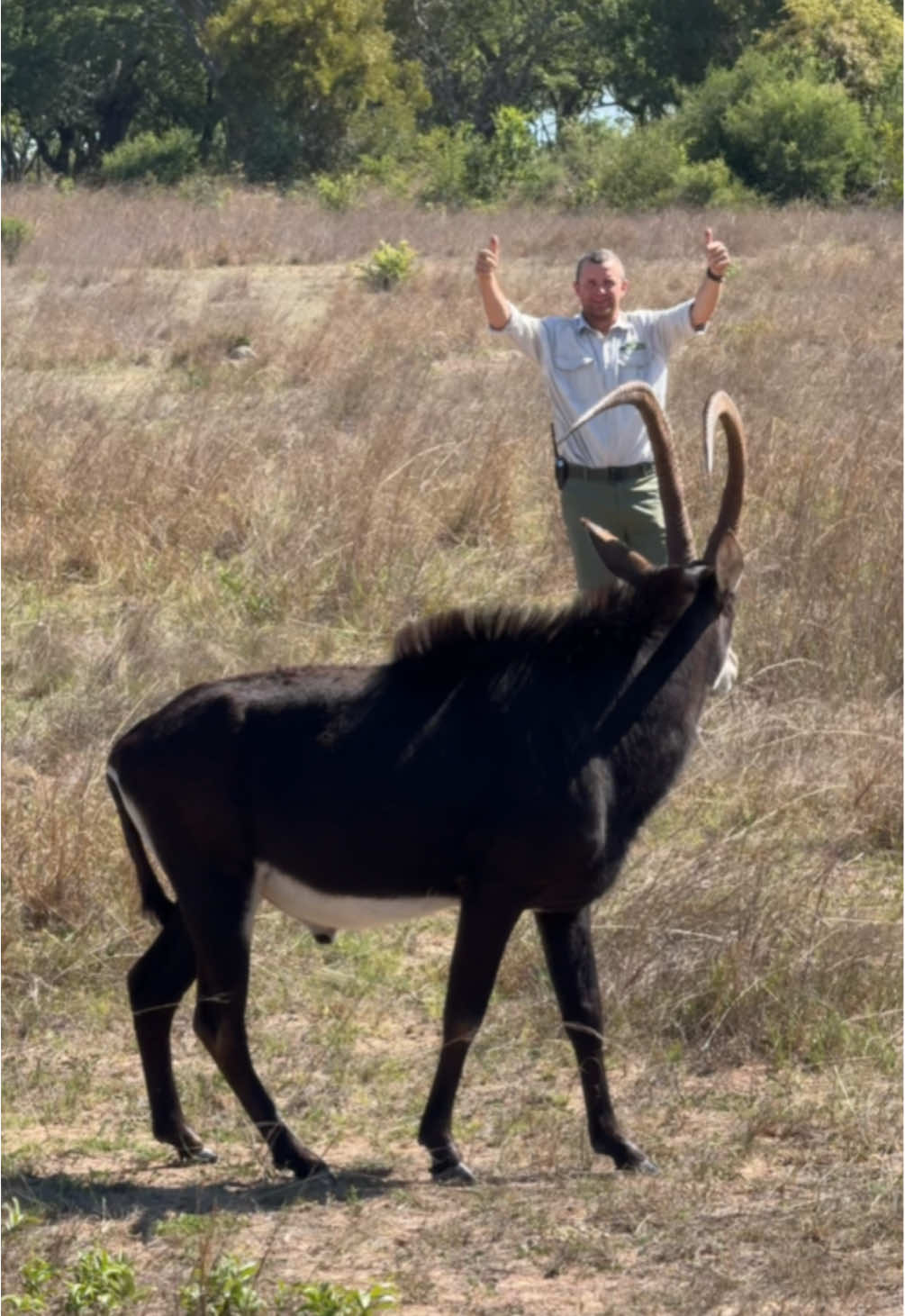 Look at this majestic sable antelope – this is one of the resident male bulls! 🦌 🙌🏻 #fyp #reels #reillytravers #imire 