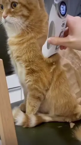 😨  #cat #funny #tiktok 