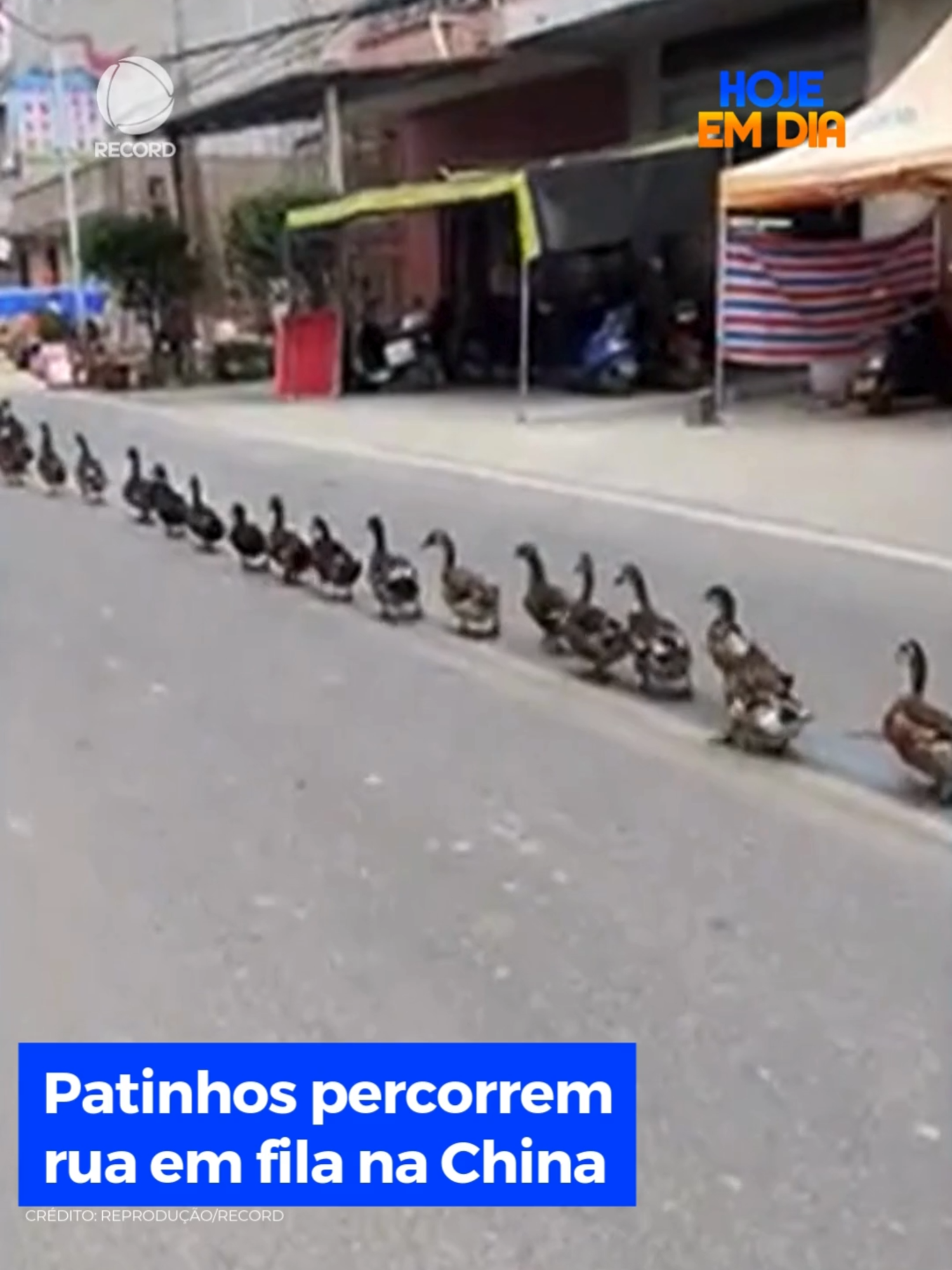 Sincronia e organização nota mil! 🤩 Patinhos percorrem rua enfileirados e chamam a atenção na China. Os veículos precisaram passar com cuidado para não machucar as aves que se mantiveram em fila até voltar para casa 🦆✨ #HojeEmDia #RECORD