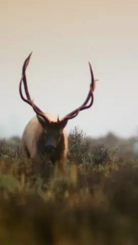 It’s a fall brawl, y’all 🍂 😤 Two thousand pounds of brawn, locked in a battle of strength and determination. This is a typical mating season elk rut, where males compete to prove themselves as viable partners for their females. 🎥: #AmericasNationalParks