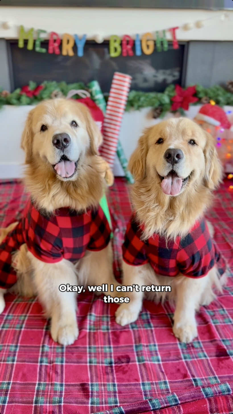 OOTD IB mom. 💁‍♂️ She’ll come around. 😅 #dogsoftiktok #goldenretriever #fyp #dogmom #merry 