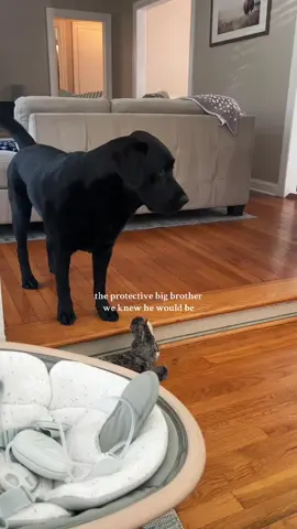max always checking on his sister & bringing her a toy🥺 #blacklabsoftiktok #beanandthebagel #labsoftiktok #blacklabrador 