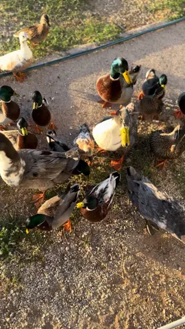 Good morning from the quack gang  #callducks #ducks 