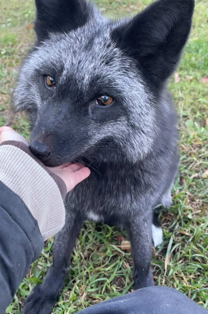 Домашній лис Спенсер 🦊 #animals #pets #fox #україна 