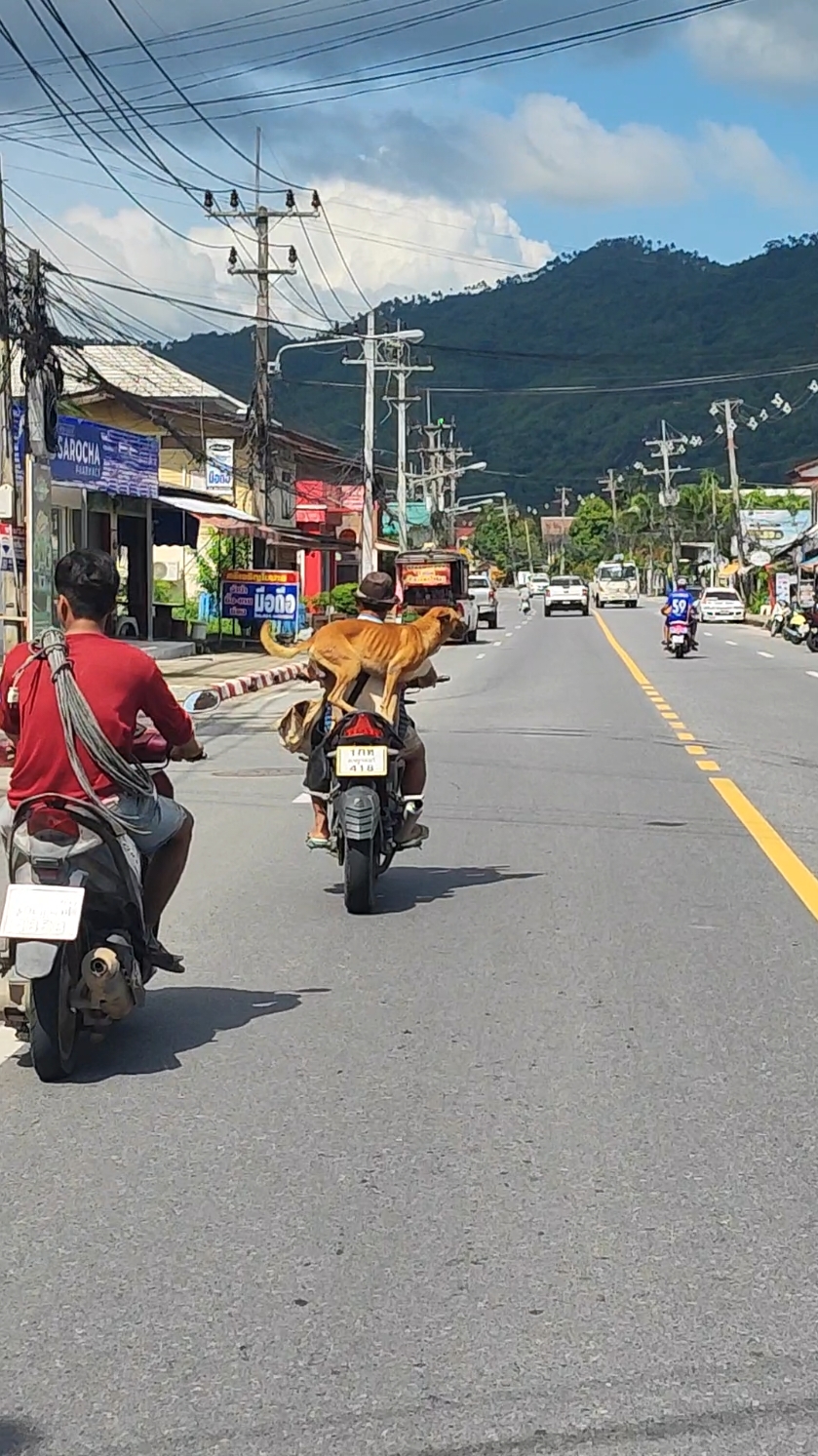 Dog balancing act on a motorbike #kohsamui #thailand #thailand🇹🇭 #thailandtiktok #thailandtravel #dogsoftiktok #motorbike #thailandstyle 